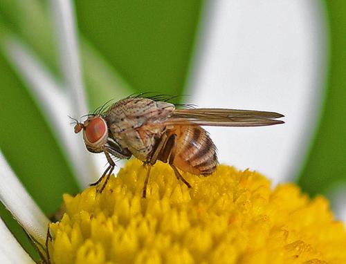 Réf. 344 218 : Minettia fasciata